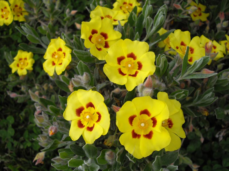 Halimium lasianthum ‘Formosum’ photo